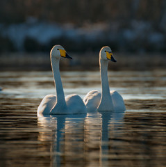 Russia. Altai territory. Protected freezing lake near the village of harvest in which live year-round wild swans and ducks.