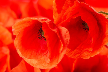 Fototapeta na wymiar poppy flower - common poppy - Papaver rhoeas