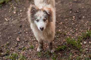 Fototapeta premium white dog
