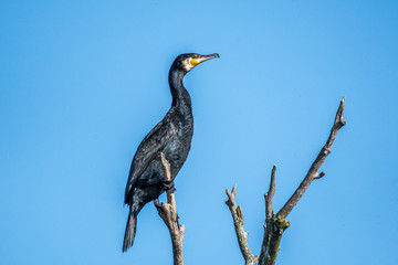 Isolated Great Cormorant in the wild- Danube Delta Romania