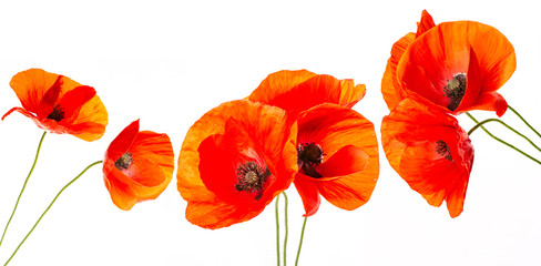 Fototapeta premium kwiat maku - mak pospolity - Papaver rhoeas