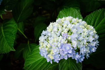 紫陽花(てまりてまり)