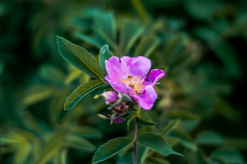 Obraz premium purple flower