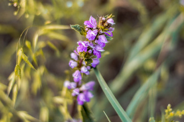 bell flower
