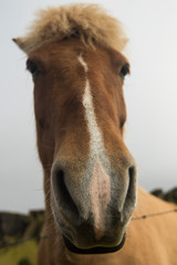 Funny icelandic curious horse looking at the camera. Selective focus on the nose.