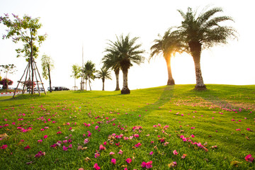 Pink Bougainvillea flowers and leaves dropped on green grass