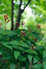 Red spigelia flowers in the spring. Spigelia marilandica.