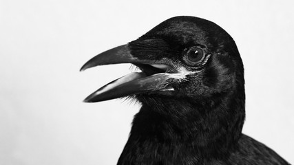 Young crow portrait
