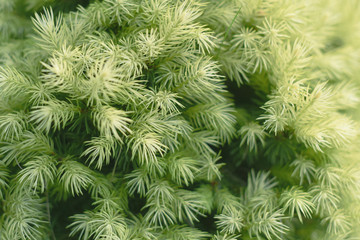 Young green needles of a coniferous tree. Postcard. Place for text. Natural background. 