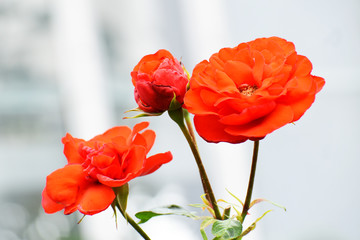 Obraz premium 赤い薔薇