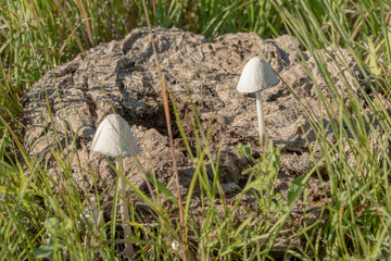 Mushrooms Grow From Buffalo Chip