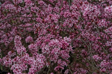 pink flowers in the garden