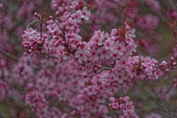 pink flowers in the garden