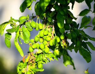 green plums ripening on a tree, organic food concept
