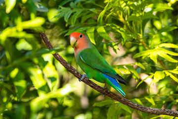 Rosenköpfchen (Agapornis roseicollis)