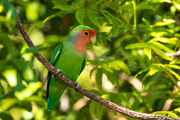 Rosenköpfchen (Agapornis roseicollis)