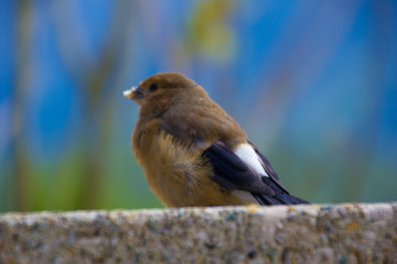 junger dompfaff auf einer Mauer