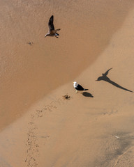 Seagulls hunting a little crab