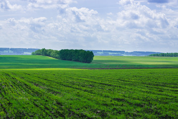 Obraz premium picturesque view of trees growing on green field with white fluffy clouds on blue sky at sunny day