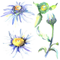 White daisy floral botanical flowers. Watercolor background illustration set. Isolated daisies illustration element.