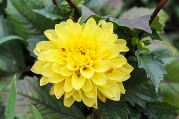 yellow Dahlia flower in garden