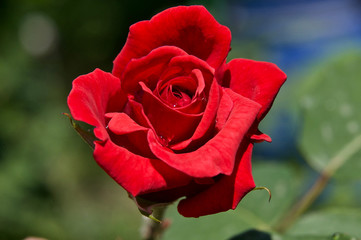 beautiful roses from my garden in the morning dew close up