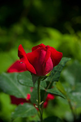 beautiful roses from my garden in the morning dew close up