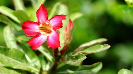 Red bignonia flowers or Adenium flower,Adenium multiflorum, Pink Desert Rose on tree .beautiful pink azalea or Impala Lily flower in garden. Fresh pink flower for background