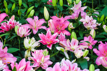 Fresh pink lily green leaf