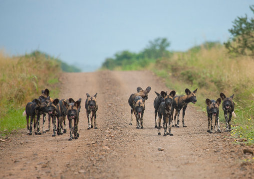 Lycaons herd on a clay path omo valley ethiopia