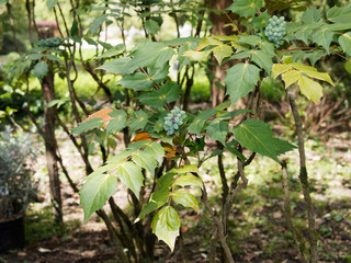Mahonia x media - Vigne de l'Oregon, arbuste à fleurs au feuillage vert épineux à fructification décorative de grappes retombantes de petites baies pruineuses noires et bleues