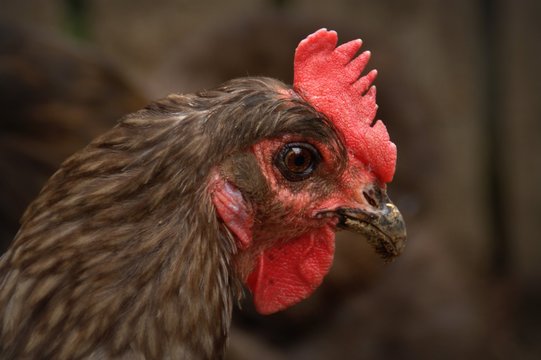 t&ecirc;te vde poule en gros plan,isol&eacute;