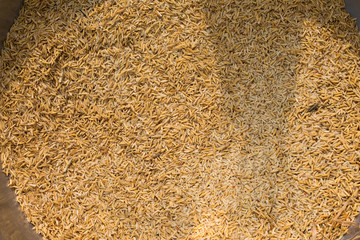 Paddy jasmine rice texture background, Food background