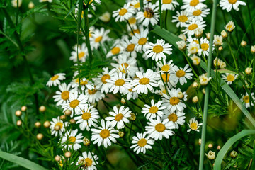 close up of many white Matricaria chamomilla (chamomile) flowers in bright sunshine