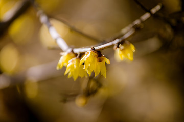 蠟梅（ろうばい）の花