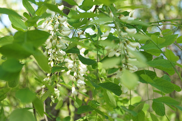 Acacia flowers nature background. Spring  natural backdrop illustration.  Tree decoration. Outdoor abstract background. Organic illustration.Pattern with green acacia flowers nature background.