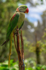 Australian parrot Rainbow Lorikeet lives along the east coast, from northern Queensland to South Australia.