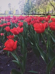 tulips