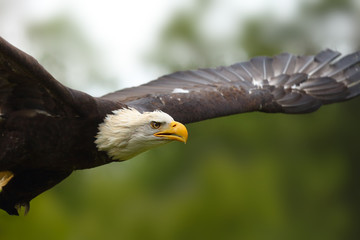 The bald eagle (Haliaeetus leucocephalus) , portait of big female with color background. Big eagle portrait in flight.