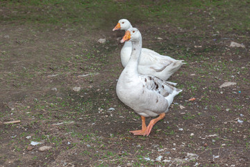 Two white goose in garden at thailand