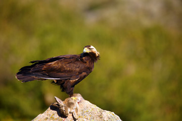 The Spanish imperial eagle (Aquila adalberti), also known as the Iberian imperial eagle, Spanish eagle, or Adalbert's eagle sitting on the rock. Imperial eagle  with mountains in the background.