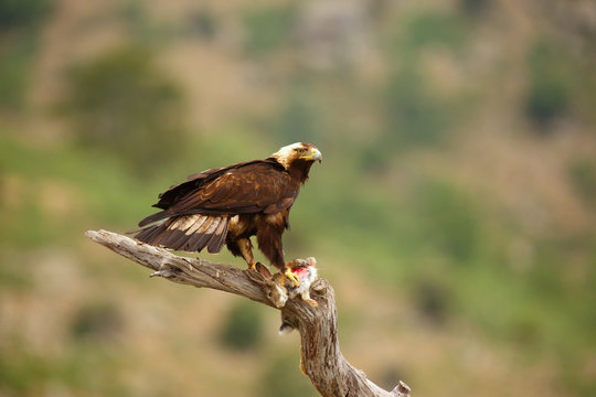 The Spanish imperial eagle (Aquila adalberti), also known as the Iberian imperial eagle, Spanish eagle, or Adalbert's eagle sitting on the branch. Imperial eagle  with mountains in the background.