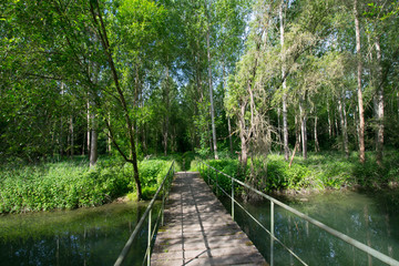 Die Rheinauen bei Sasbach im Kaiserstuhl