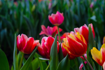 Obraz premium Red tulip garden green leaf