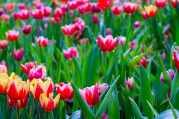 Obraz premium Colourful fresh tulip garden with green leaf