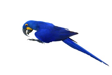 Hyacinth Macaw bird