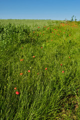 Red poppies in field