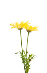 yellow daisy isolated
