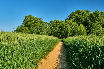 Footpath in wheat field