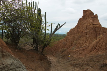 Cactus plants in Tatacoa desert in Colombia